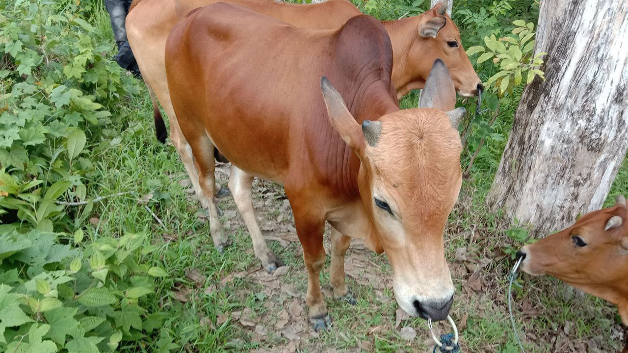 Tim Trabazz Polsek Gunung Megang Ringkus Komplotan Pencuri Sapi